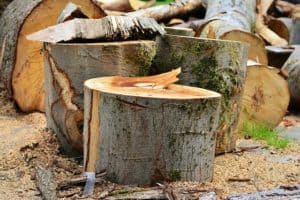smaltimento taglio e potature alberi